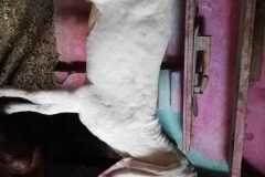 IMG-20241218-WA0033
