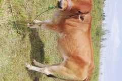 IMG-20241218-WA0034
