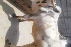 IMG-20241218-WA0035